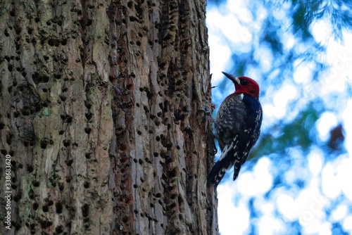 Tablou pe pânză Red-breasted sap sucker clinging to tree