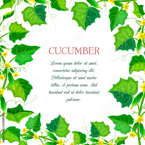 vector label or banner with cucumber plants, leaves. square cucumber composition with branches, green gherkins, yellow flowers and place for text. fresh vegetable frame. organic healthy food banner.