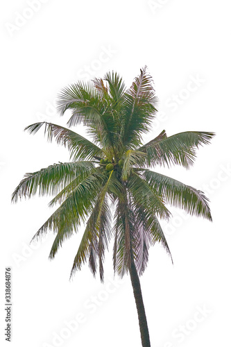 coconut tree isolate on white background
