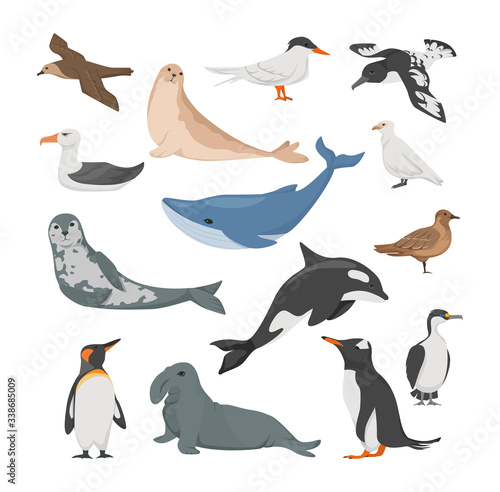 Antarctica flora. Animals, birds and sea life. Seal, petrel, penguins, albatross, blue whale, sea leopard, cape Dove, white plover, antarctic tern blue-eyed cormorant vector illustration