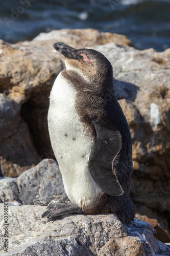 African Penguin at Betty's Bay, (Spehniscus demersus)