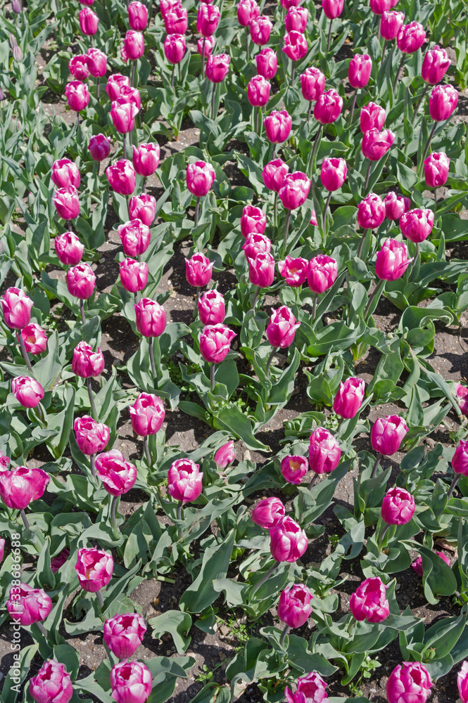 multicolored tulips on flowerbed