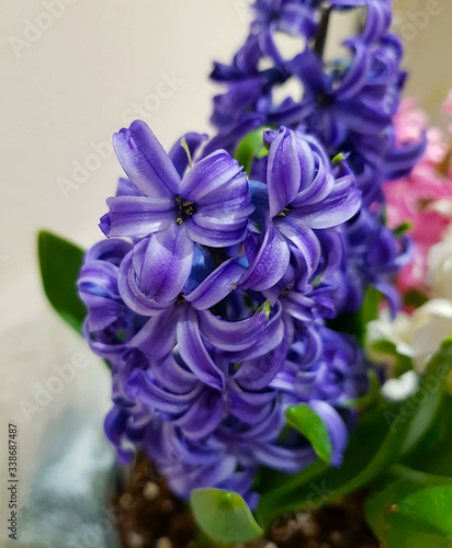 Flowering spring garden color hyacinth