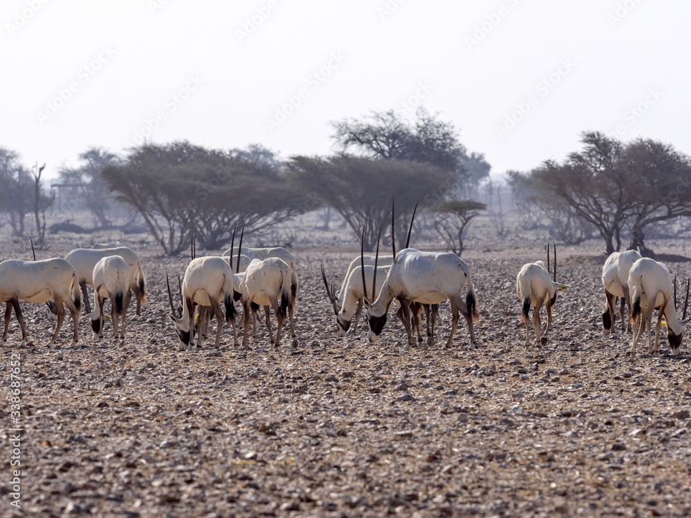Breeding group Arabian Oryx, Oryx leucoryx, Al Wusta Wildlife Reserve, Oman Breeding group Arabian Oryx, Oryx leucoryx, Al Wusta Wildlife Reserve, Oman