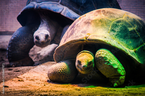 Turtles in colorful light