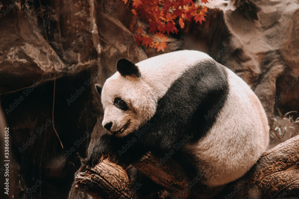 Fototapeta premium Chinese giant panda on tree