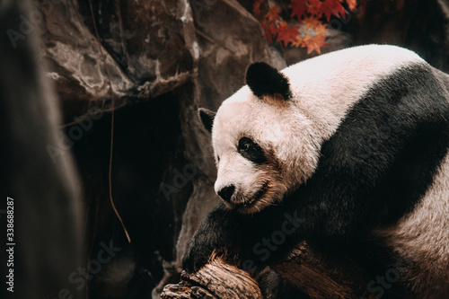 Chinese giant panda on tree