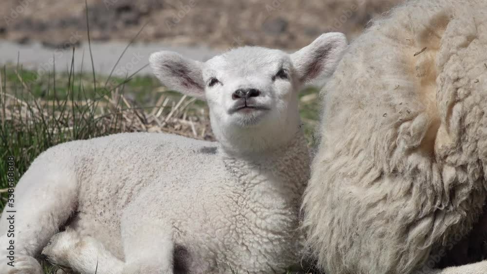 Cute lamb and ewe lying on meadow in springtime and looking Cute lamb and ewe lying on meadow in springtime and looking