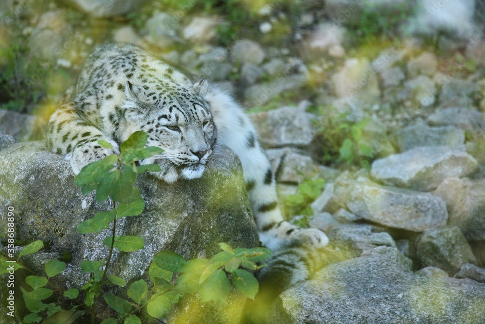 Snow leopard portrait in amazing light. Wild animal in the nature ...