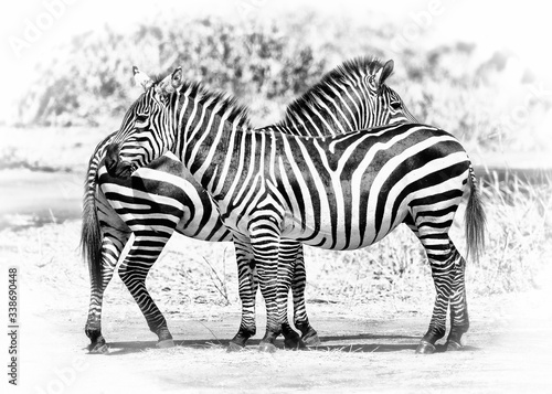 2 Zebras in dark contrast