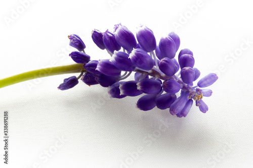 blue hyacinth isolated on a white background