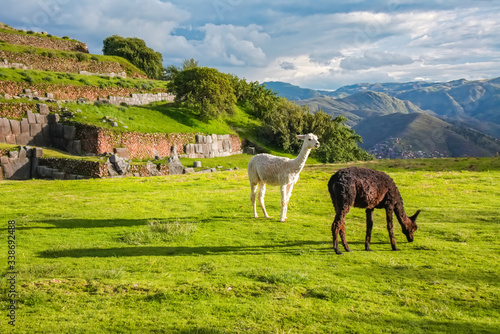 Llamas and alpacas at Sacsayhuaman  incas ruins in the peruvian Andes  Cusco  Peru 