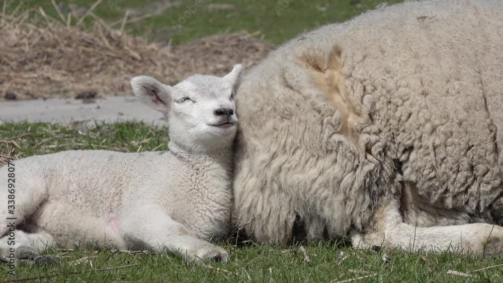 Cute lamb and ewe lying on meadow in springtime and looking Cute lamb and ewe lying on meadow in springtime and looking