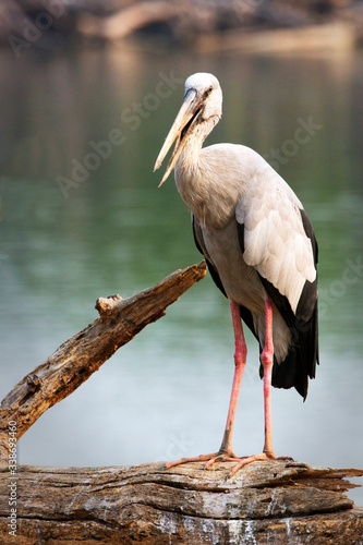 Pelican bird stand on tree in river