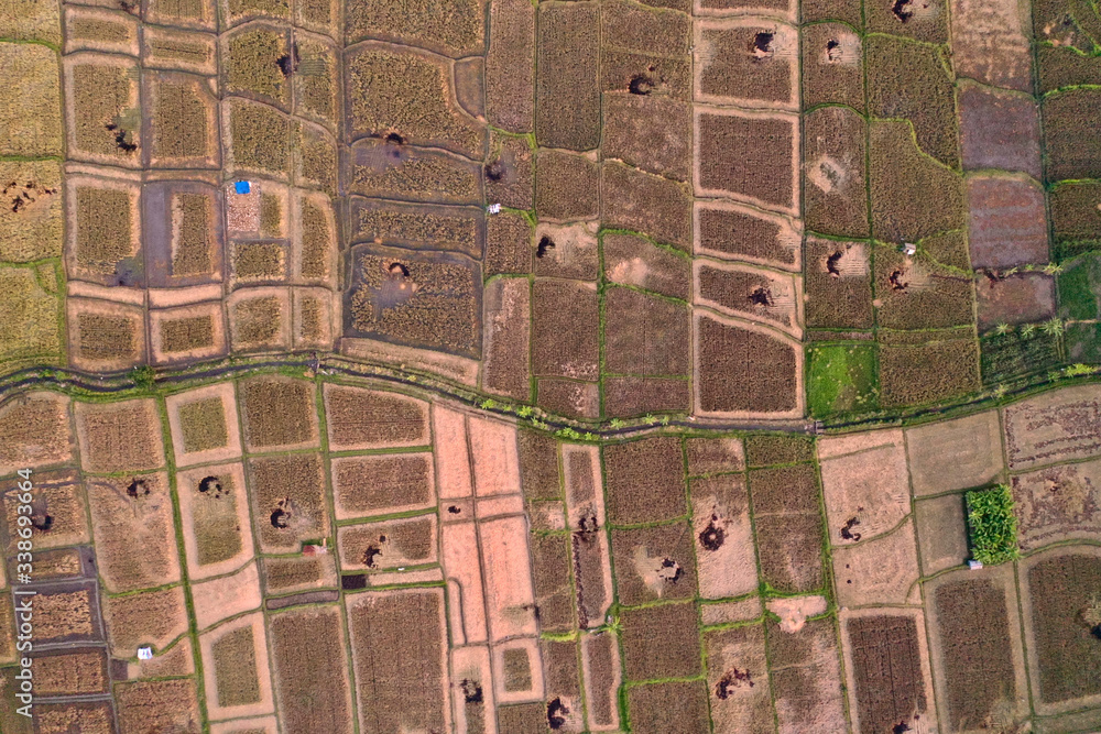 Fototapeta premium Amazing pattern in rice field, Bali Indonesia