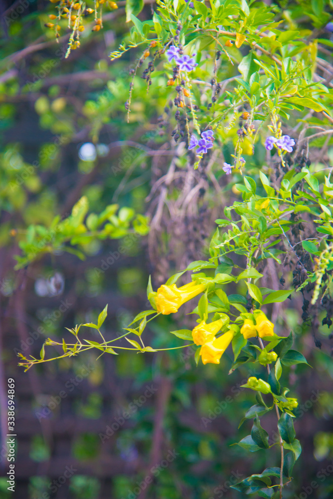 Nature nearby Brisbane city in Queensland, Australia. Australia is a continent located in the south part of the earth. Nature nearby Brisbane city in Queensland, Australia. Australia is a continent located in the south part of the earth.