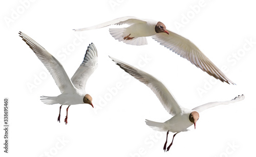 flying black-head isolated three gulls photo