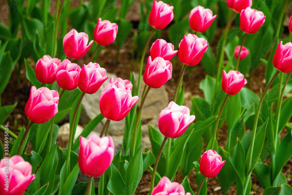 Pink tulips on the lawn in spring. Selective focus