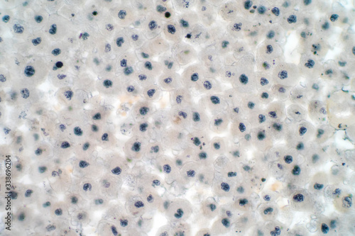 Obraz na plátně Embryonic stem cells colony under a microscope.