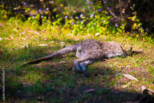 Dead Kangaroo at Coombabah of Gold Coast, Australia. Australia is a continent located in the south part of the earth. © J Photography