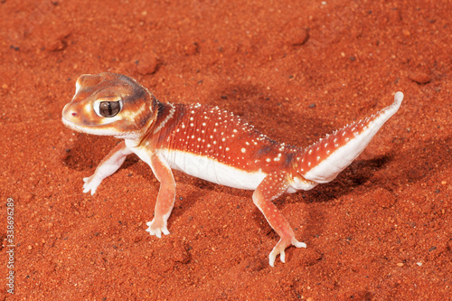 Smooth Knob-tailed Gecko with tail raised photo