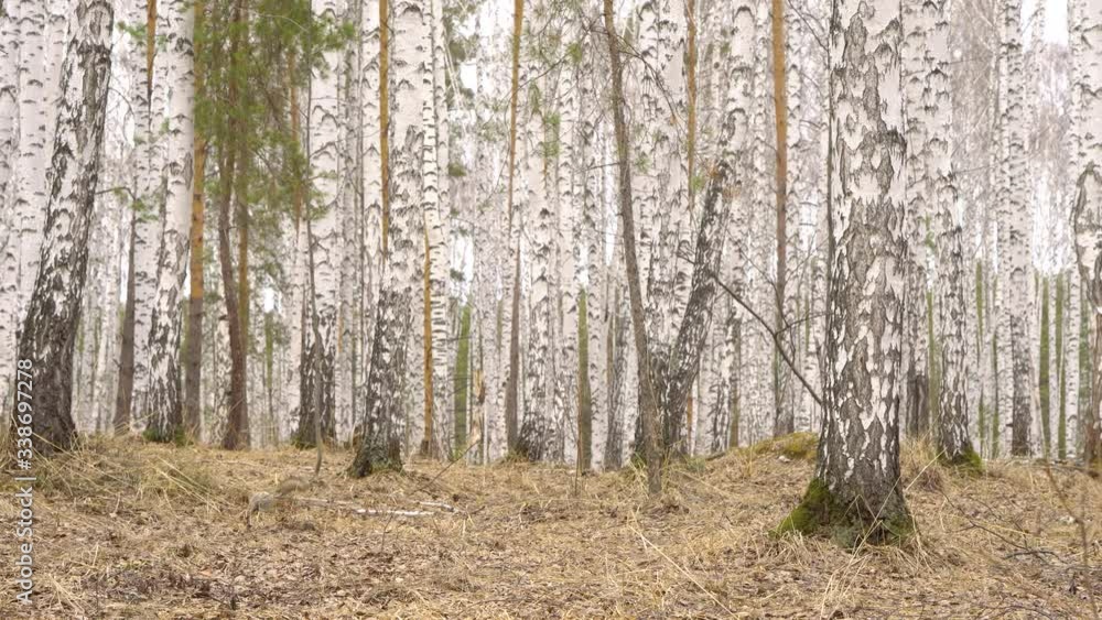 Squirrel in the birch forest in spring time Squirrel in the birch forest in spring time