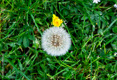 Obraz na płótnie Löwenzahn-Pusteblume w salonie