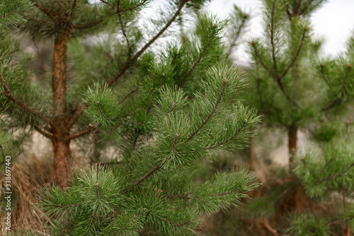 Fototapeta Naklejka Na Ścianę i Meble -  pine tree in the forest