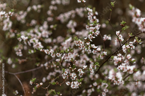 blooming cherry tree in spring © matviy1