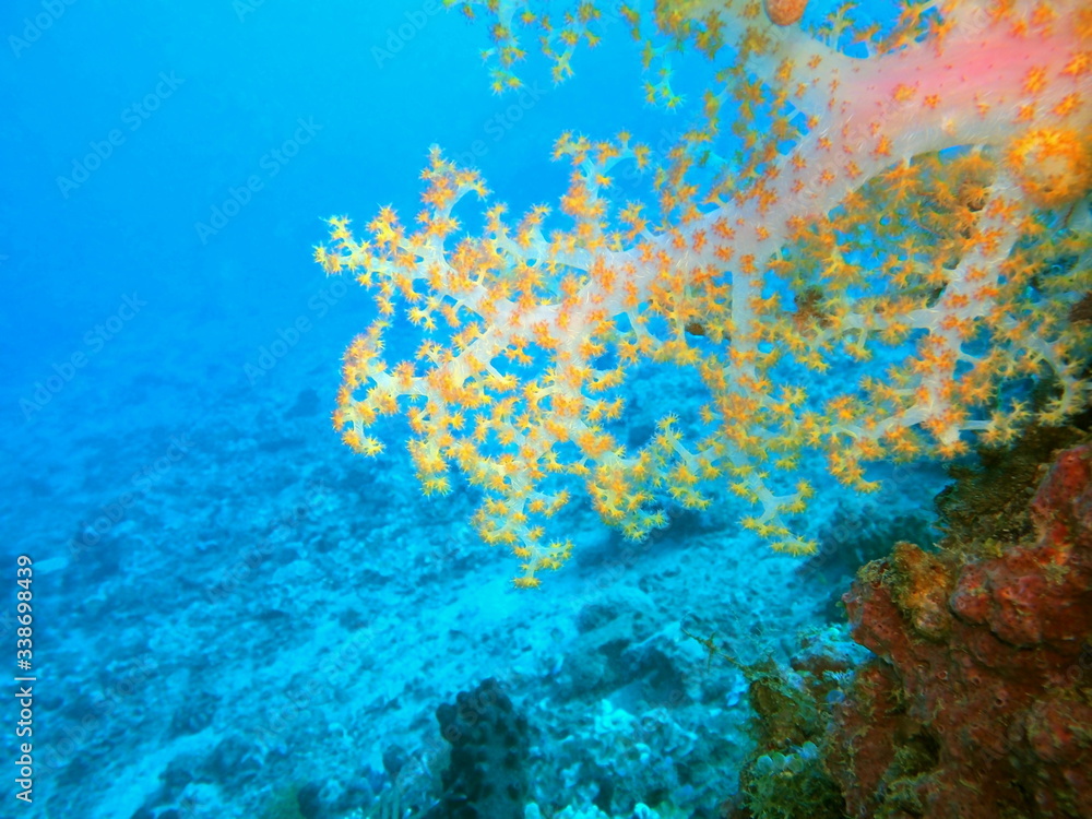 Fototapeta premium The amazing and mysterious underwater world of Indonesia, North Sulawesi, Manado, soft coral