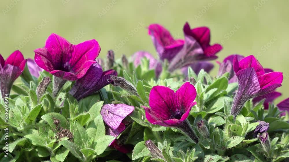 Flower petunia flowering in the garden in summer Flower petunia flowering in the garden in summer