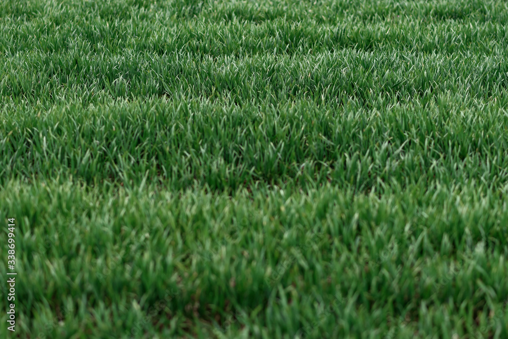 green grass in the wind green grass in the wind