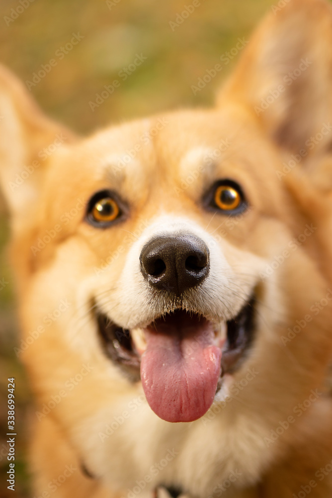 Cute welsh corgi pembroke dog noses at the camera tongue out Cute welsh corgi pembroke dog noses at the camera tongue out