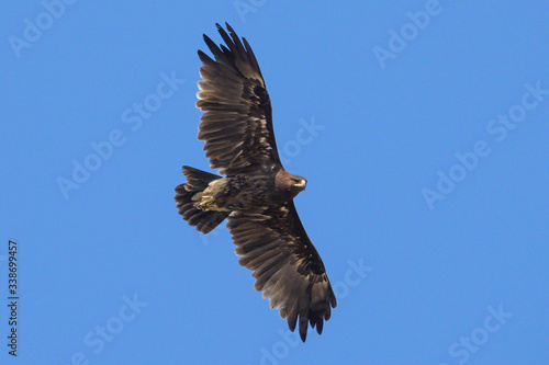 Greater Spotted Eagle flying on blue sky background