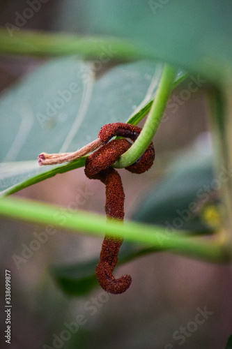 termite nest on plant © sabith