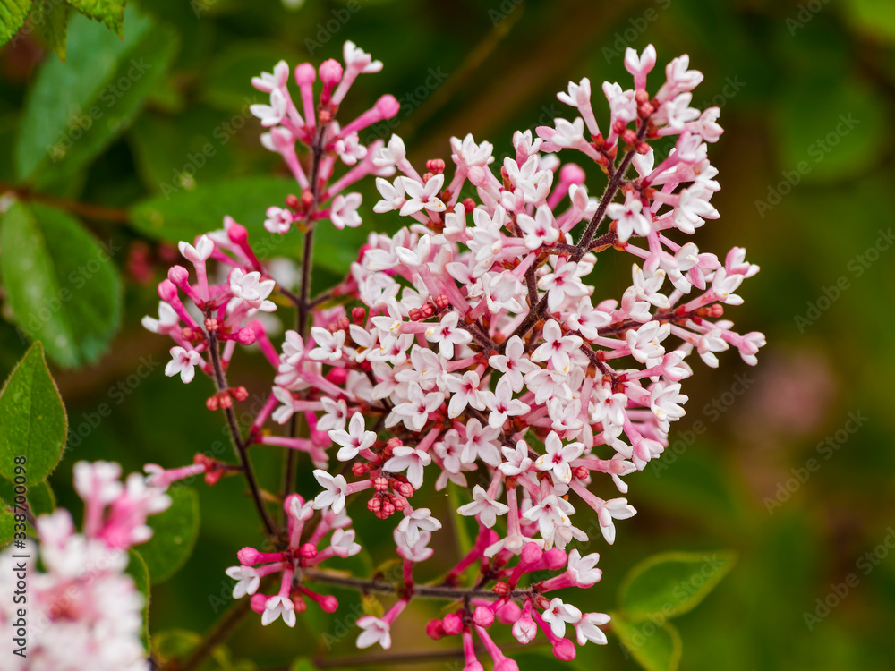 Syringa microphylla | Lilas de Chine ou Syringa à fleurs roses clair ou violet, calice pourpre, boutons floraux en forme de clou de girofle Syringa microphylla | Lilas de Chine ou Syringa à fleurs roses clair ou violet, calice pourpre, boutons floraux en forme de clou de girofle