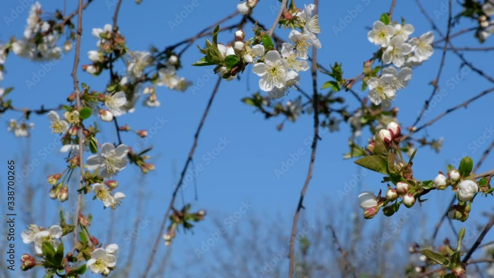 Branch with beautiful white Spring Cherry Flowers on Tree. Nature scene with flowering sakura on blossom background. Botanical bloom concept. Blooming backdrop Branch with beautiful white Spring Cherry Flowers on Tree. Nature scene with flowering sakura on blossom background. Botanical bloom concept. Blooming backdrop