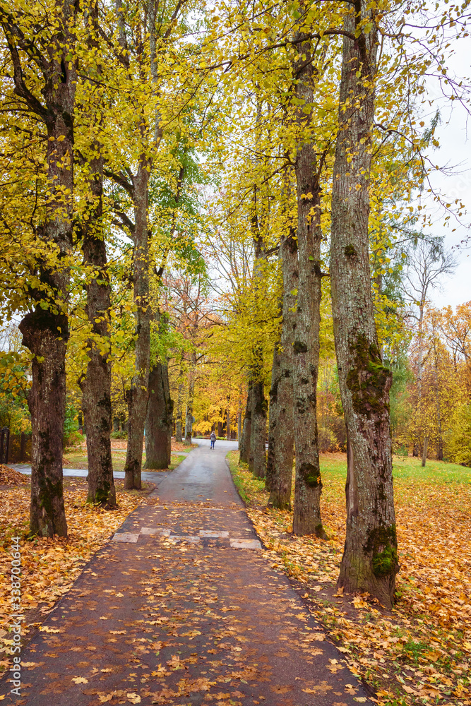 footpath through the alley of large trees, autumn day in the park, yellow leaves