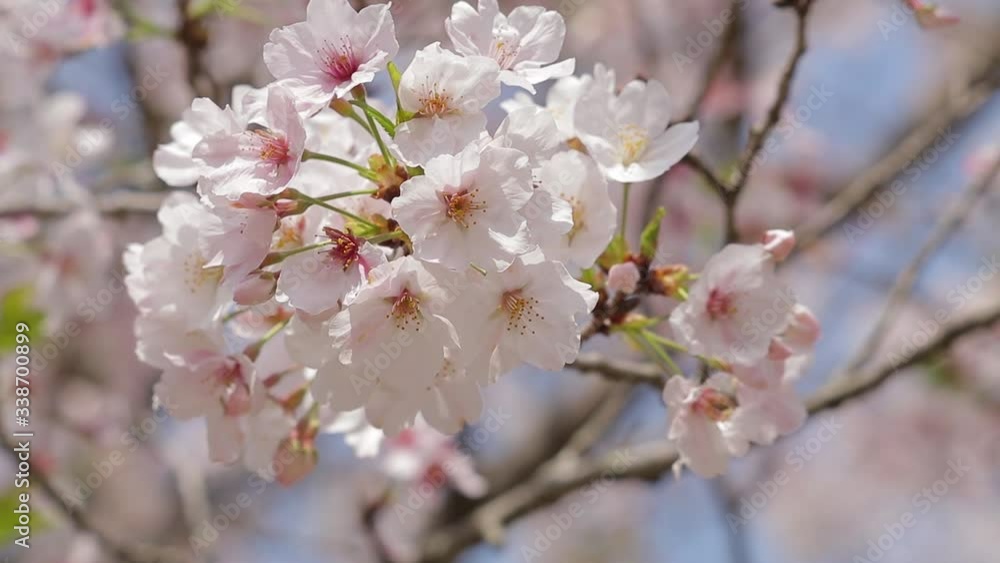 桜クローズアップ_2020.4 桜クローズアップ_2020.4