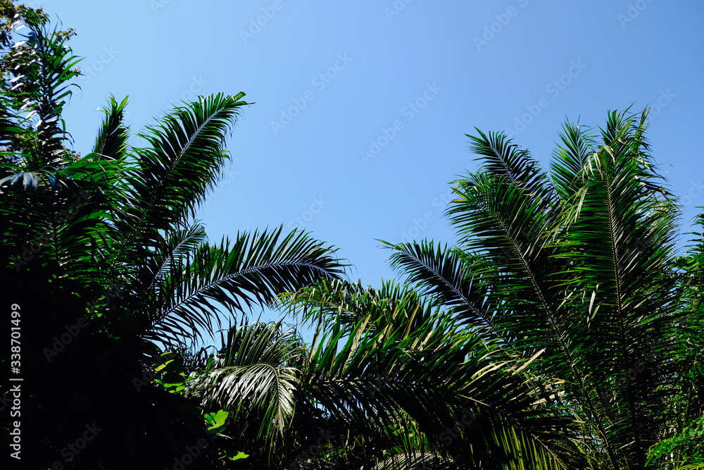 Fototapeta premium Palm tree crowns with green leaves on sunny sky background. Coco palm tree tops - view from the ground.