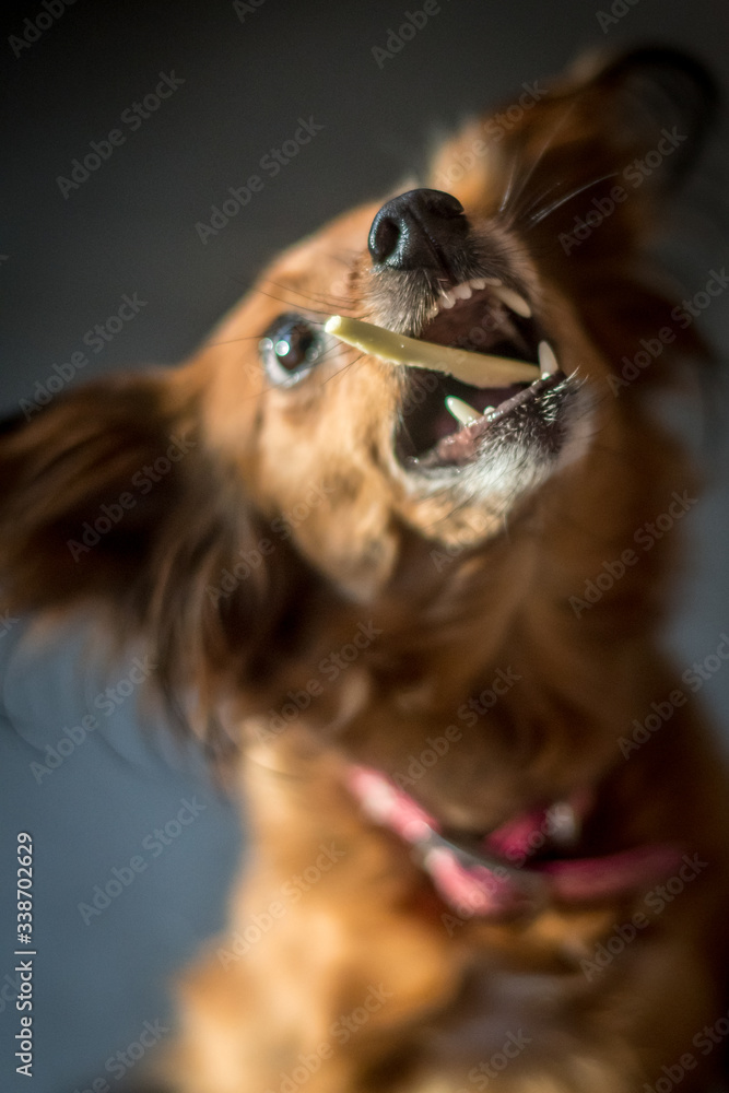 Isolated close up of a single red fur small dog portrait feeding and having fun- Israel