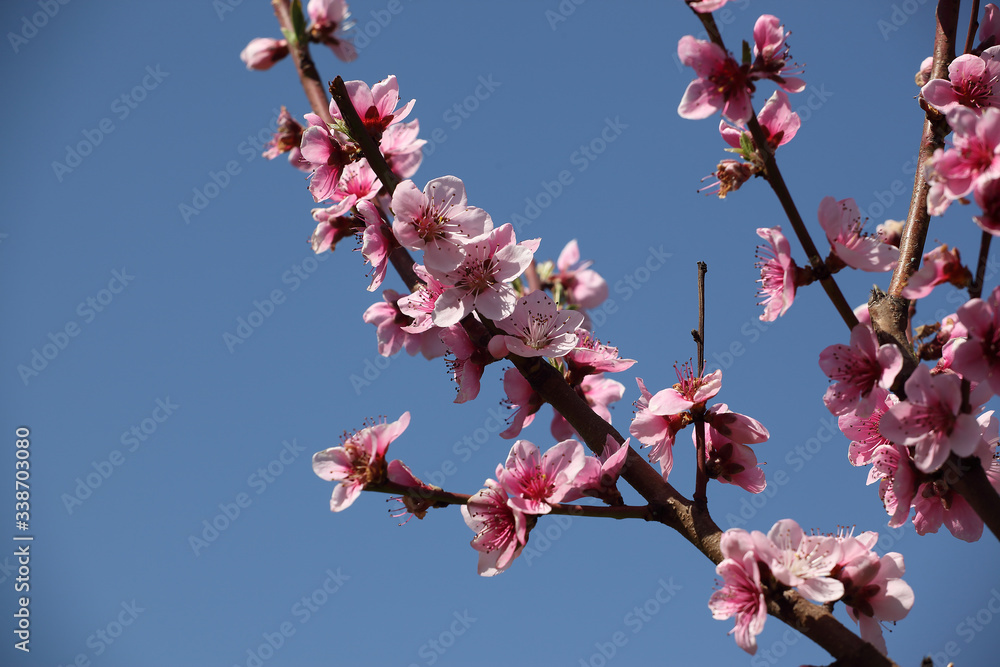 blossom on tree branches photographed in an orchard