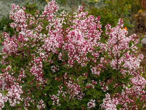 Cimes de petites fleurs rose clair pourp  es et boutons floraux dispos  es en thyrses pyramidales du lilas    petites feuilles ou lilas de Chine  Syringa microphylla  Superba   