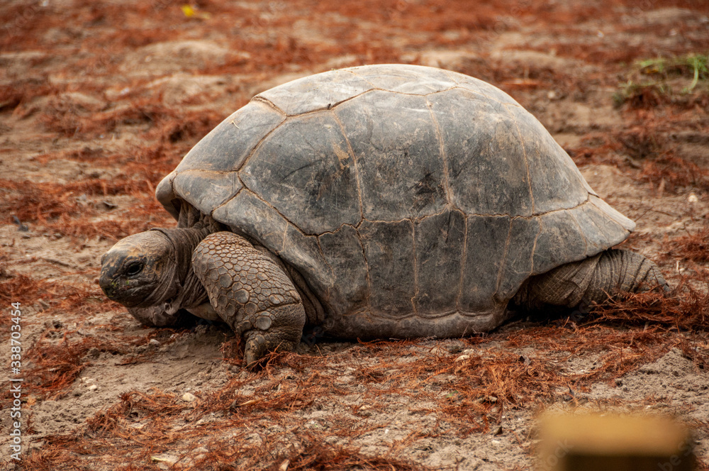 Aldabra Tortoise