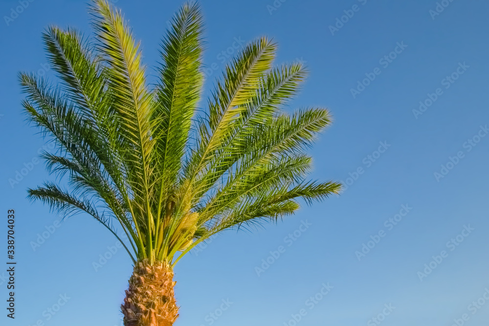 Stylish silhouette of palm tree on sky background Stylish silhouette of palm tree on sky background