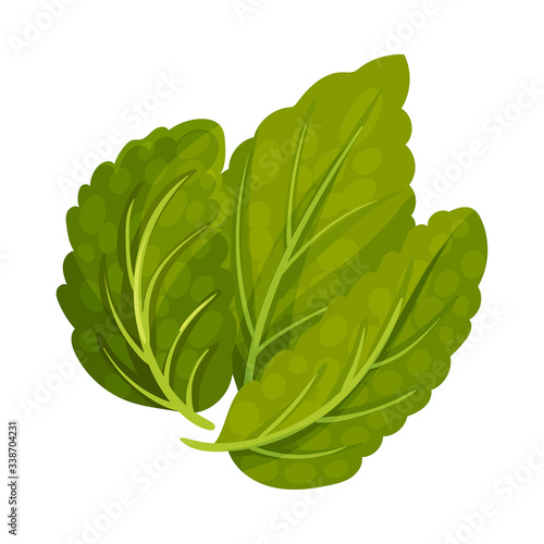 Aromatic Oblong Mint Leaves with Veins Isolated on White Background Vector Illustration