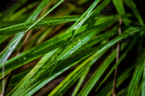 Wet Green Grass