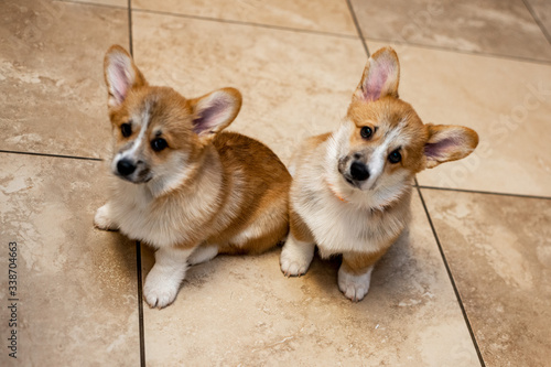 Pembroke Welsh Corgi Pair