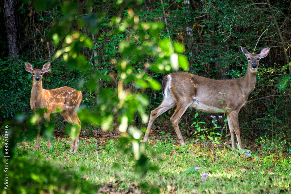 White-tailed Deer - Doe and Fawn White-tailed Deer - Doe and Fawn