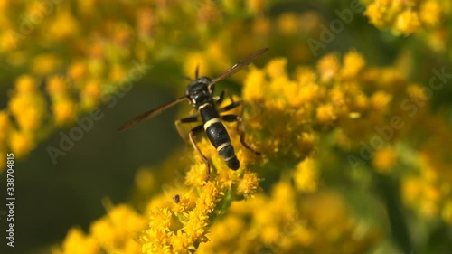 Platycheirus albimanus is common widespread species of hoverfly. Insect sitting on yellow flower among wild field. Macro view photo